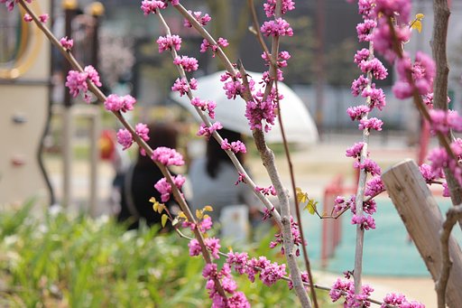 公園のひと時