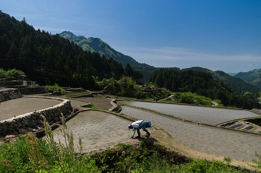 一株・・・一株・・・