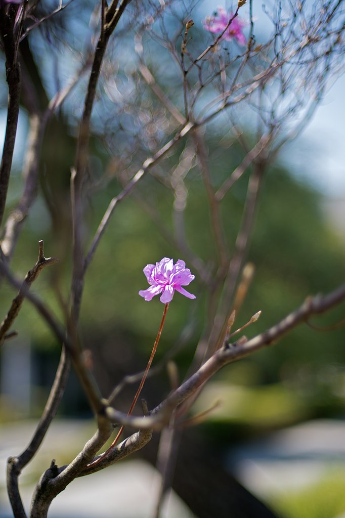 NIKKOR 50mm F1.4