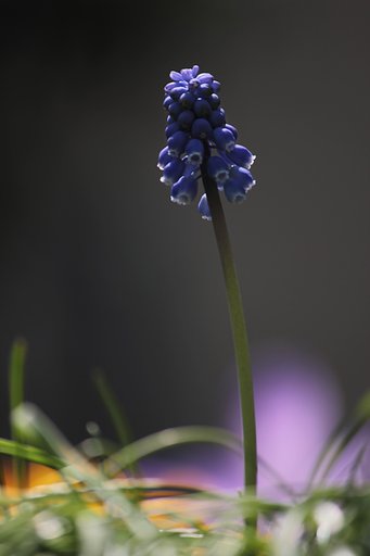 ムスカリ静かに