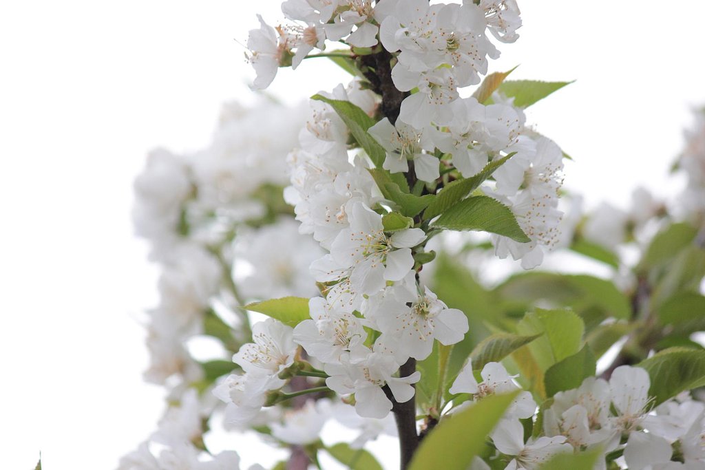 白い山桜