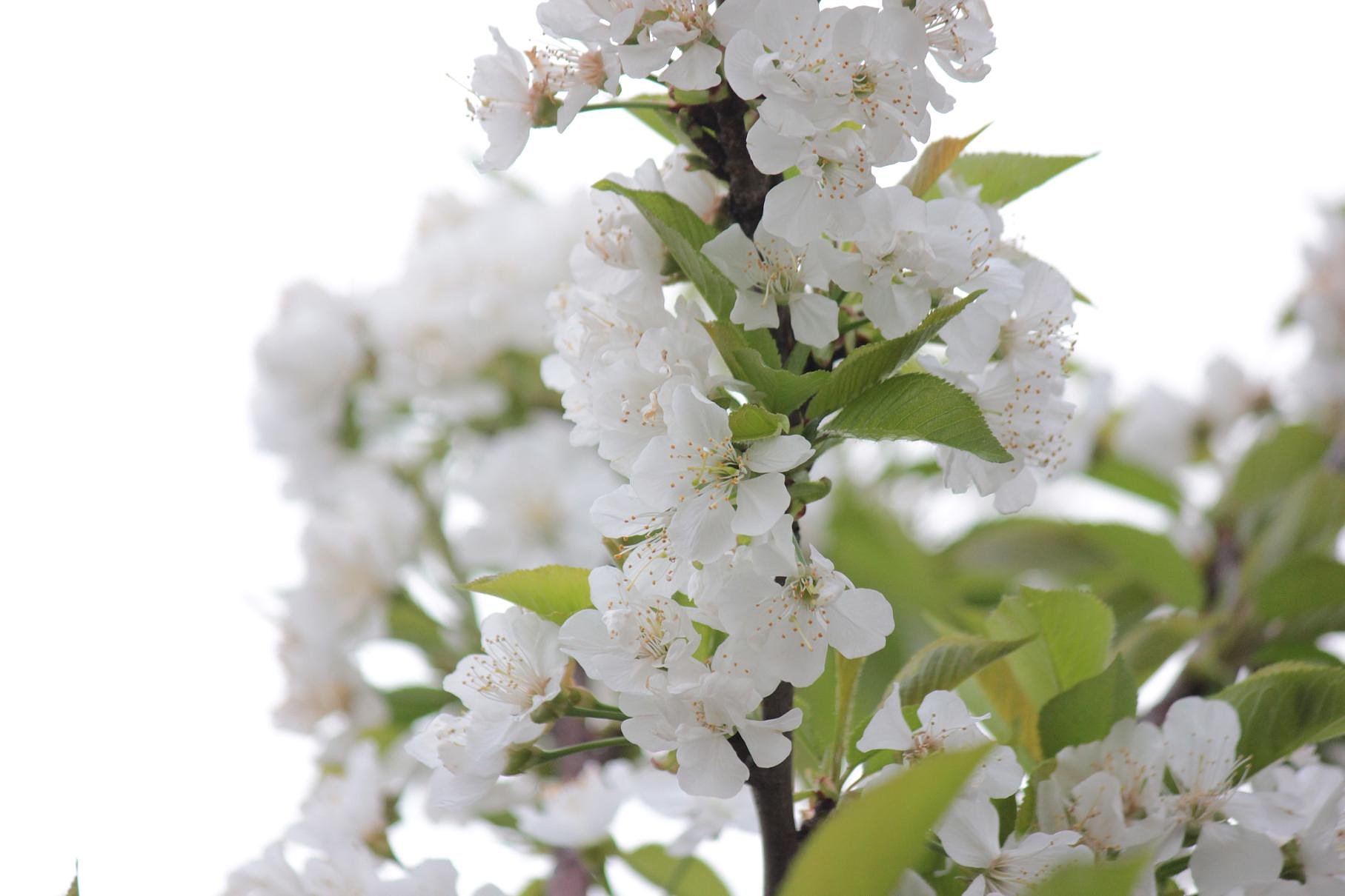 白い山桜