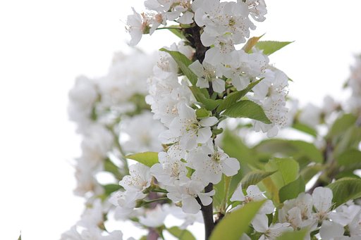 白い山桜