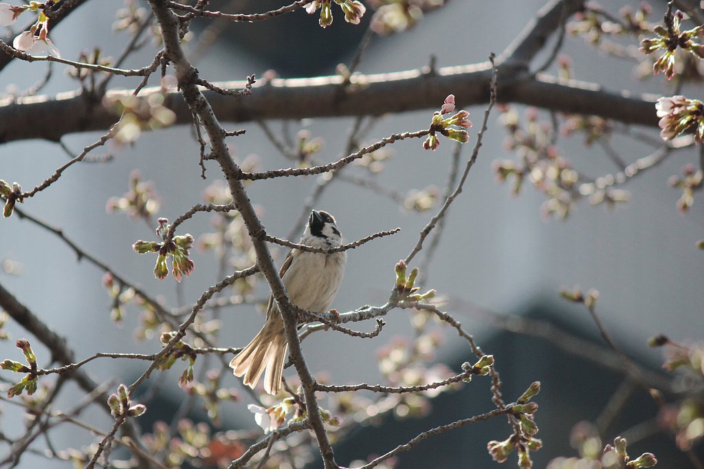 桜すずめ