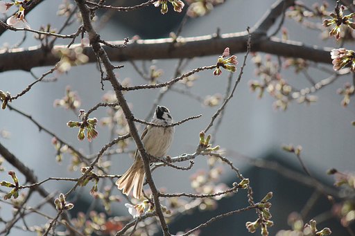 桜すずめ