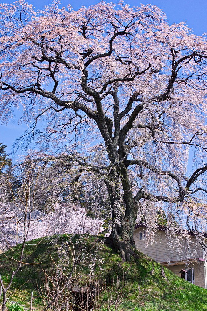 春に【心】躍るしだれ桜 