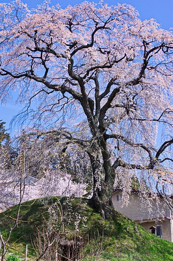 春に【心】躍るしだれ桜 