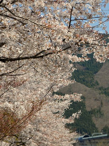 リニア実験線と桜