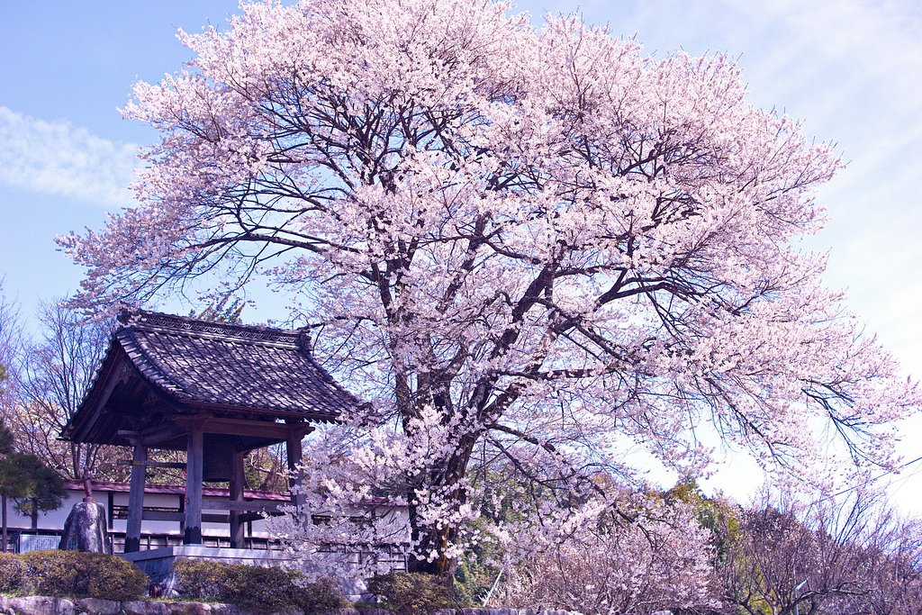 【心】に残る桜木