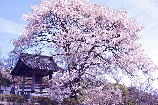 【心】に残る桜木
