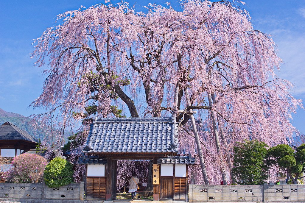【心】躍るしだれ桜
