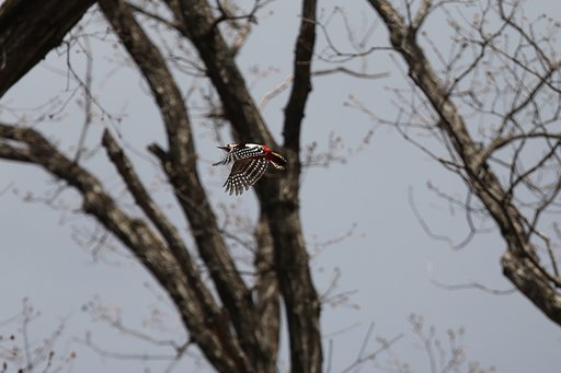 岩手の森にて：アカゲラ
