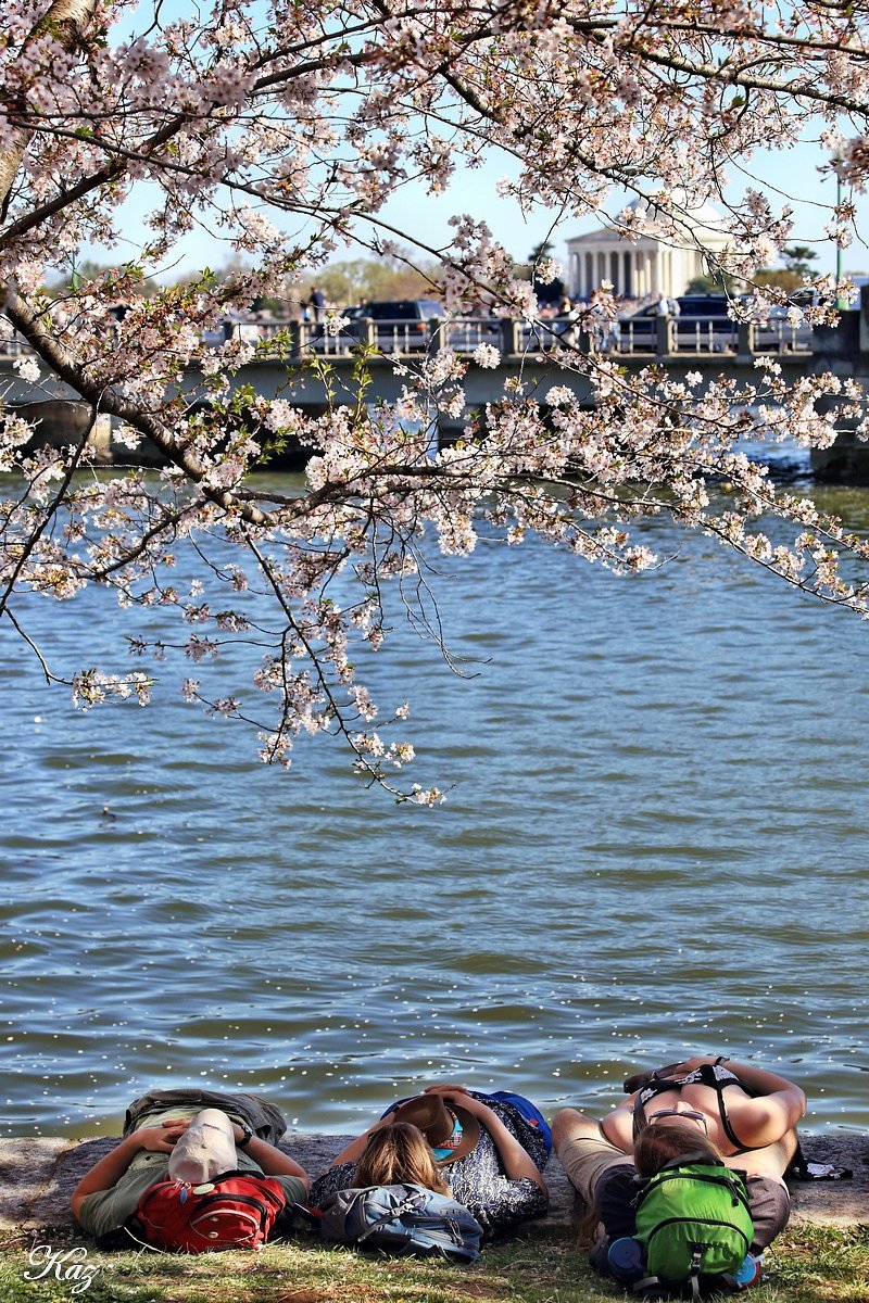 アメリ感「お花見風景」