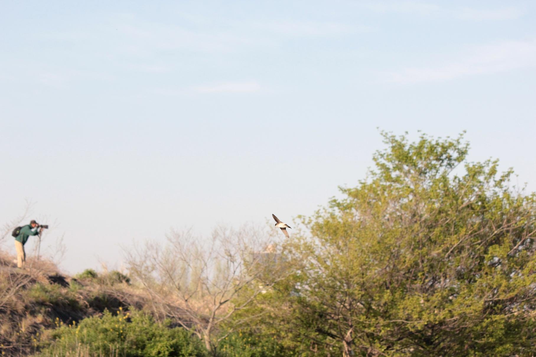 鳥撮りの朝