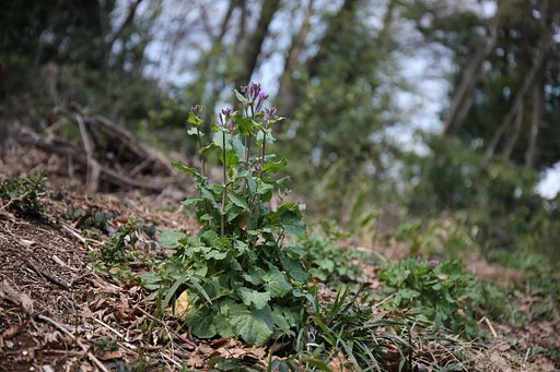 アリンコが観た景色（その５）
