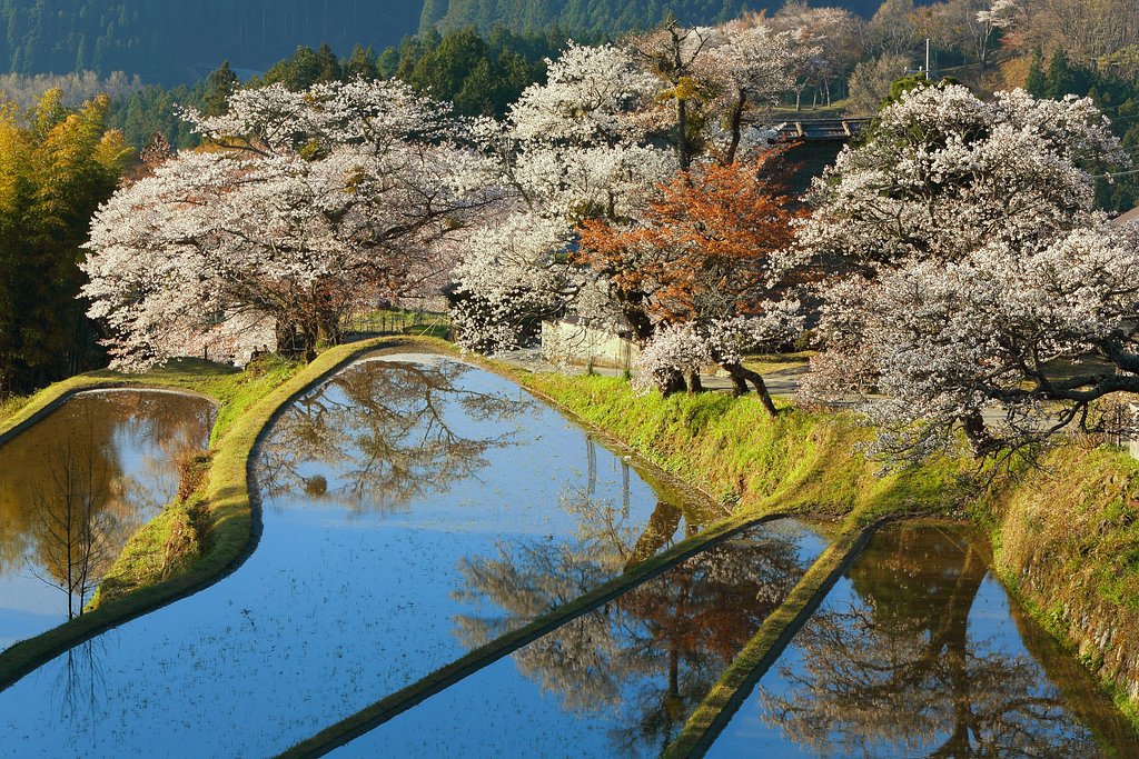 三多気のさくら　満開