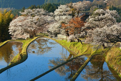 三多気のさくら　満開