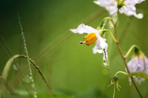 バナナで虫寄せ？