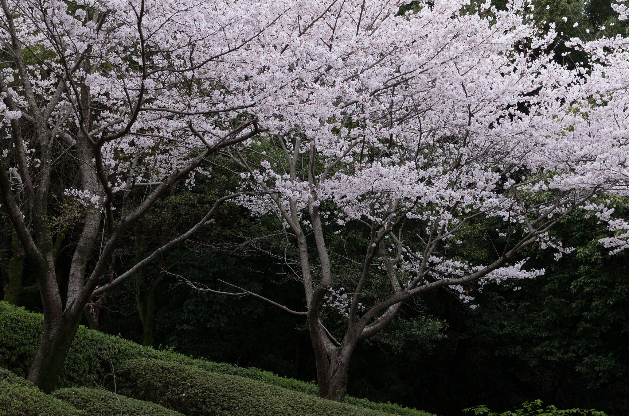 桜２