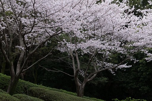 桜２