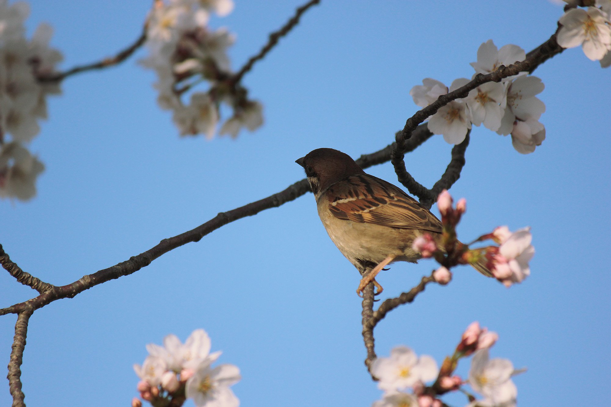 【心】桜花に影雀想う