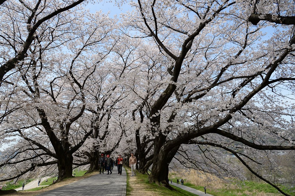 桜並木を行く