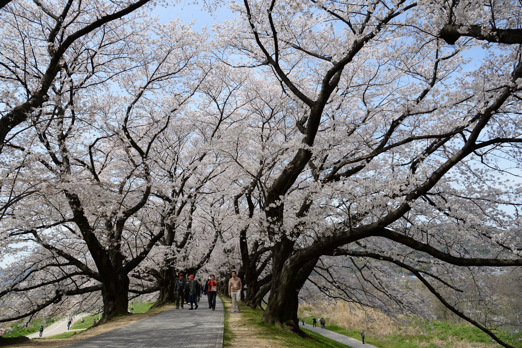 桜並木を行く