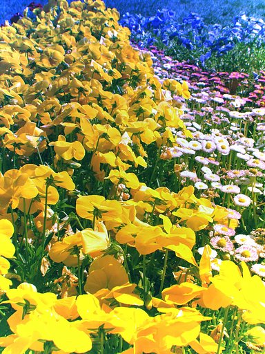 某ロッジ付近で撮影した花々