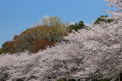 つかの間の晴れ間　ソメイヨシノ