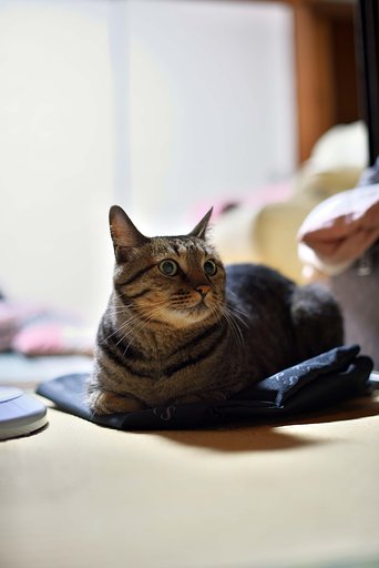 うちのねこ