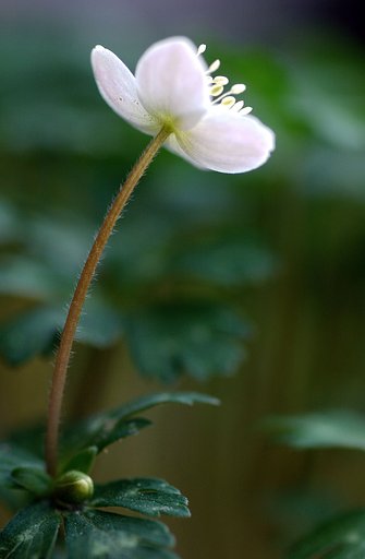 一輪咲いた、二輪草