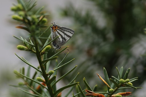 岩手にて：トラフシジミ（春型）