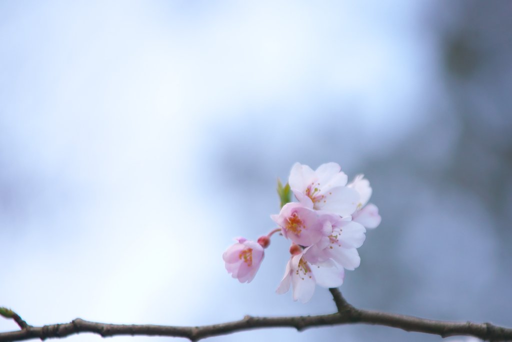 一番桜