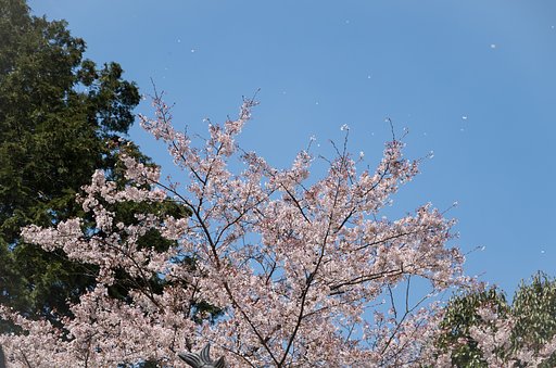さくら散る