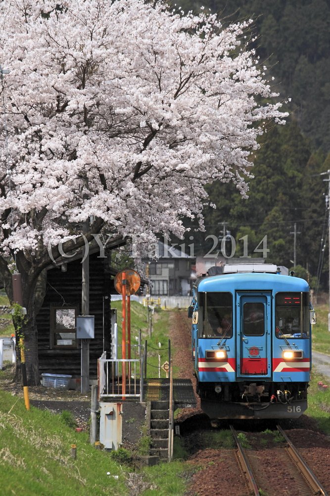桜咲く小さな駅