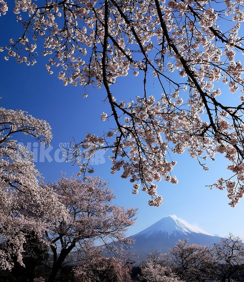 桜富士