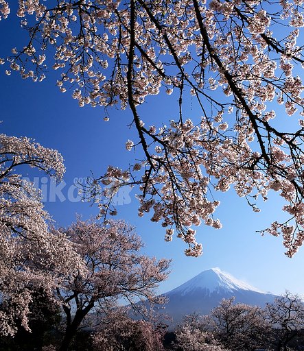 桜富士