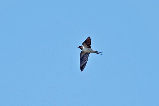 鳴・ツバメ