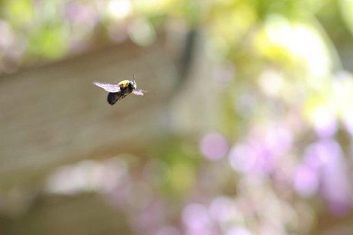甘い香りに誘われて