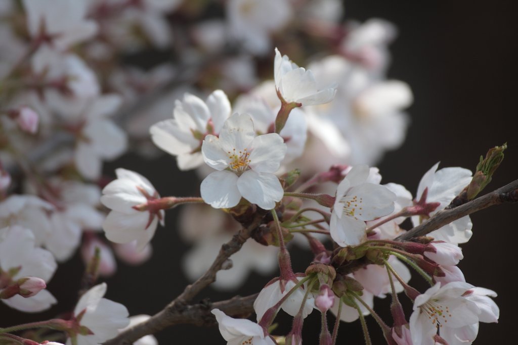 桜（アップ）
