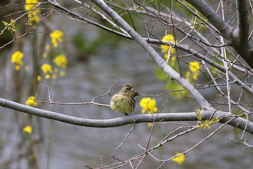 春のアオジ