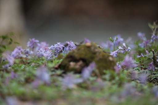 北国の春：森の妖精たち