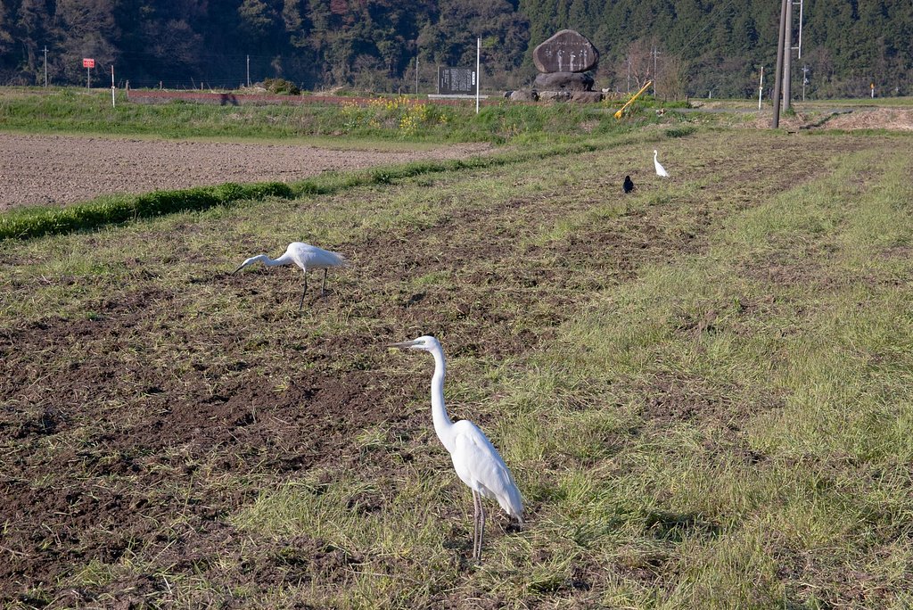 久し振りにご馳走を・・。