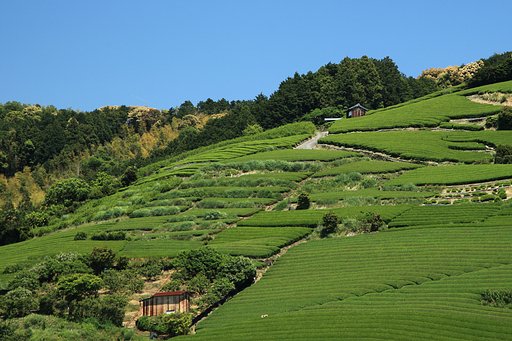 茶畑好景静岡岡部