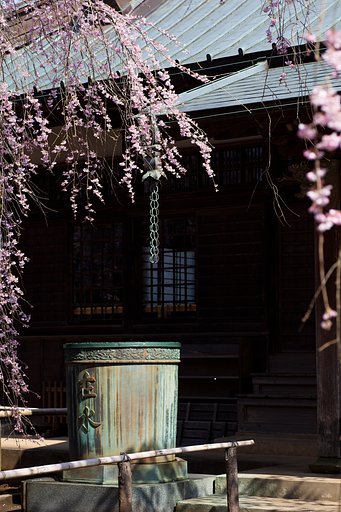 花びら一枚