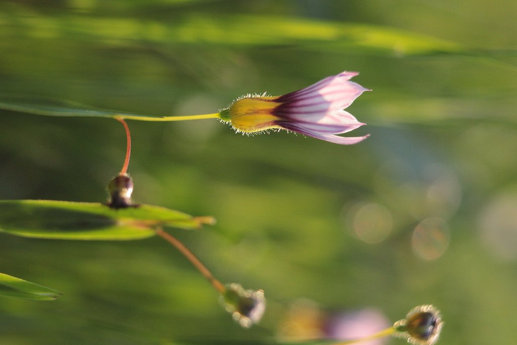 夕暮れ時の庭石菖