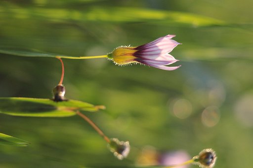 夕暮れ時の庭石菖
