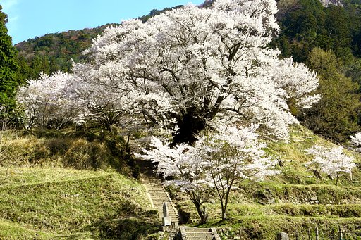 佛隆寺　千年桜