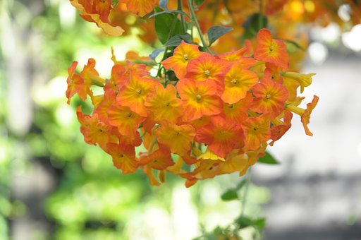 かんざしのようなオレンジ花(^^;