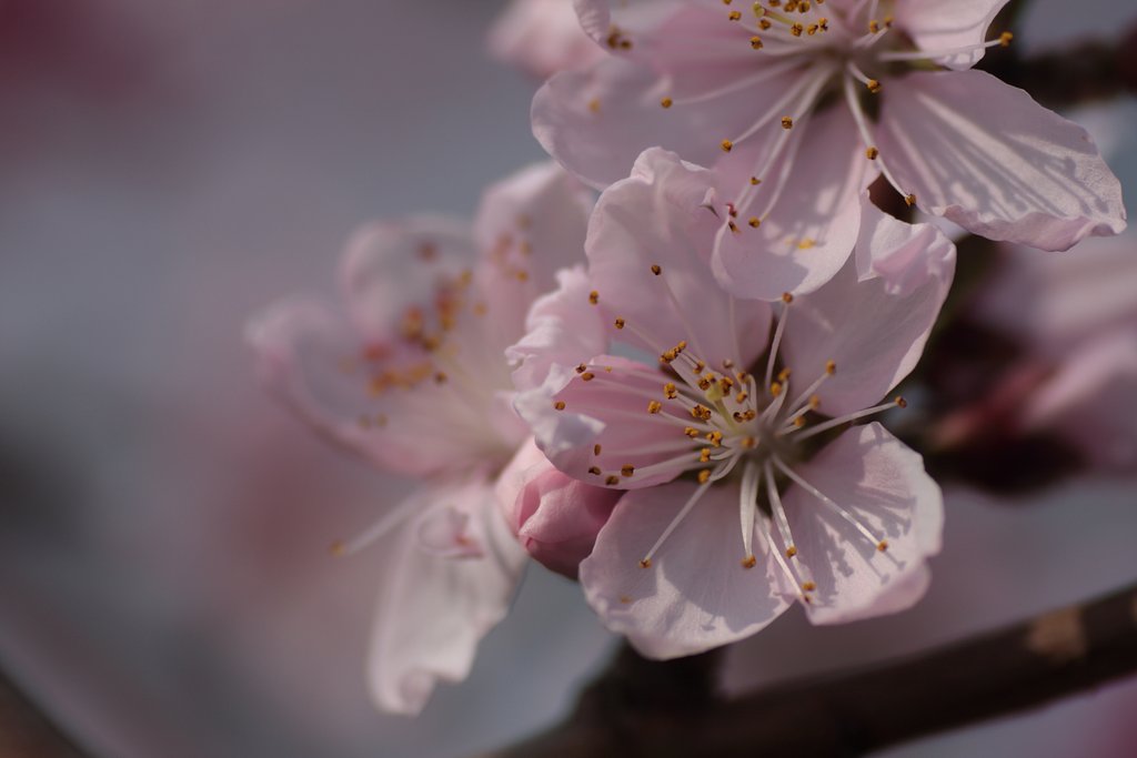 桃の花